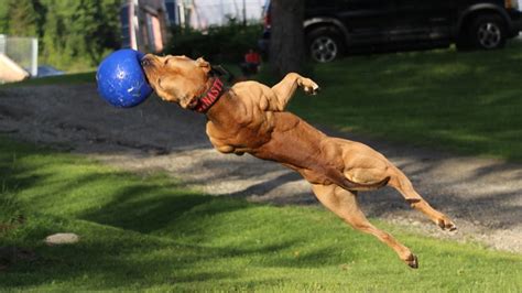 Pitbull training. Things To Know About Pitbull training. 